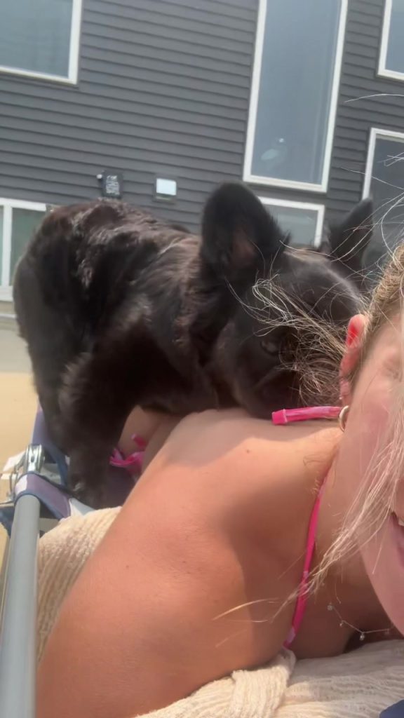 @charlithefrenchiee Personal space? Never heard of her…. #frenchie #fluffyfrench…