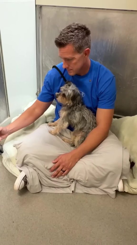 @doglove.shelter End! #dogs #shelterdog #adoptdontshop #fypシ #dog  …