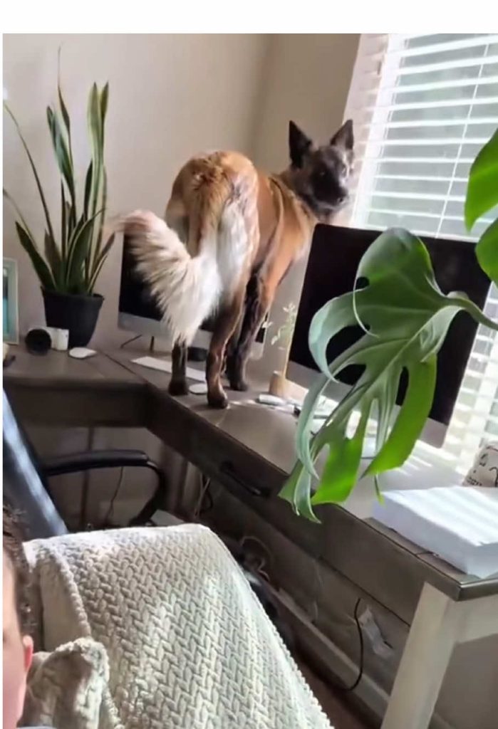 @buck.solo6 Unfortunate dog.#foryou #fyp #dog #funnydog  …