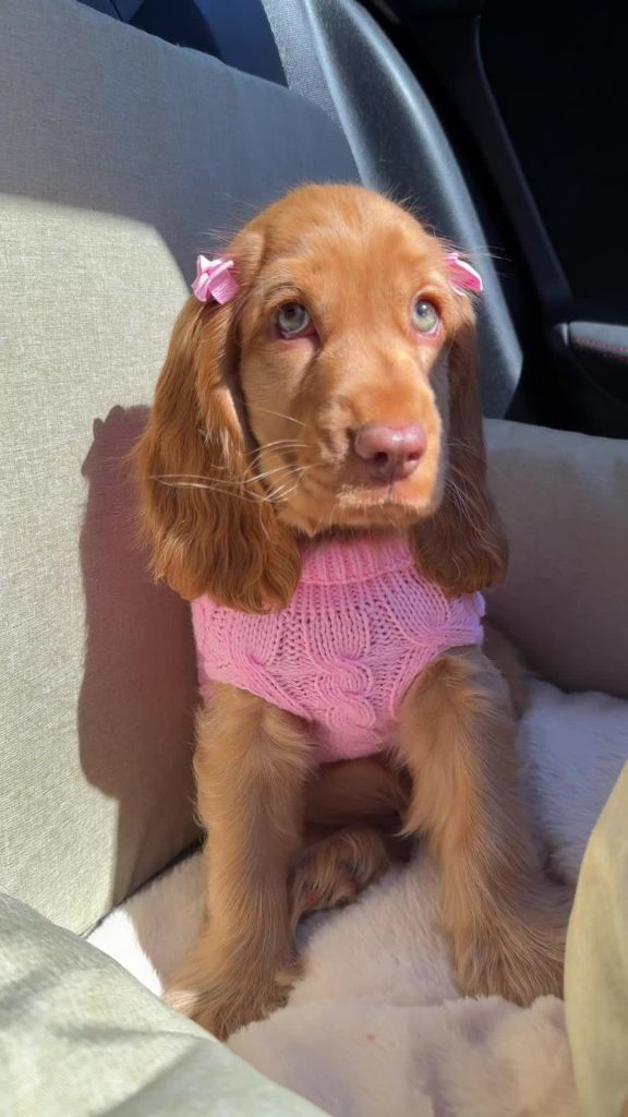 @its_princesspenny She’s just a baby girl  #cockerspaniel #puppy #cutepuppy #dog…