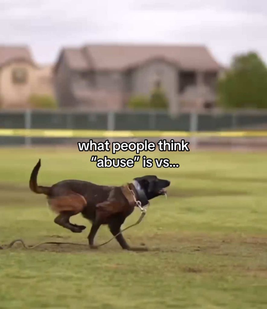 @callie.the.border.collie – a obese dog is an unhappy dog|#dogcommunity #neglet …