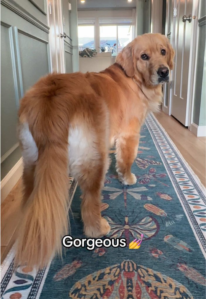 @benny_and_remy That’s Remy!  #goldenretriever #goldenretrieverlife #dog #dogsof…