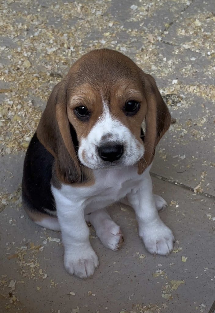 @gold.junior.beagle Hangerő próbálgatás… #foryou #fyp #dog #beagle #kutya  …