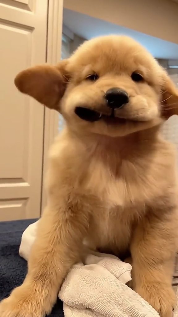 @funndog6 Funny golden retriever puppy#fun #animals #dogs#funnydog#puppy#fyp#fun…