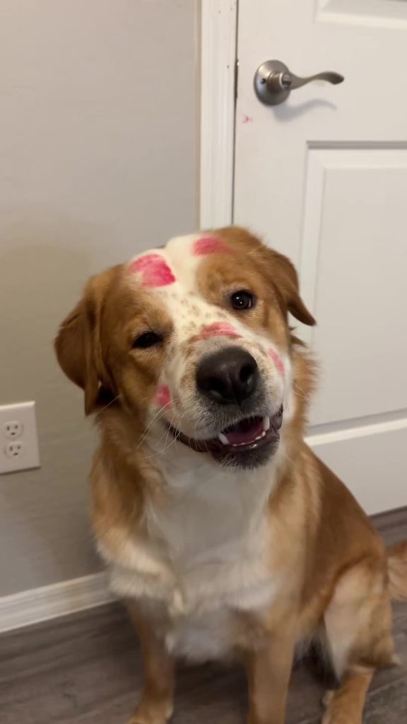 @dog HIM SO SWEETNESS  (ig kyleyguess) #dog  …